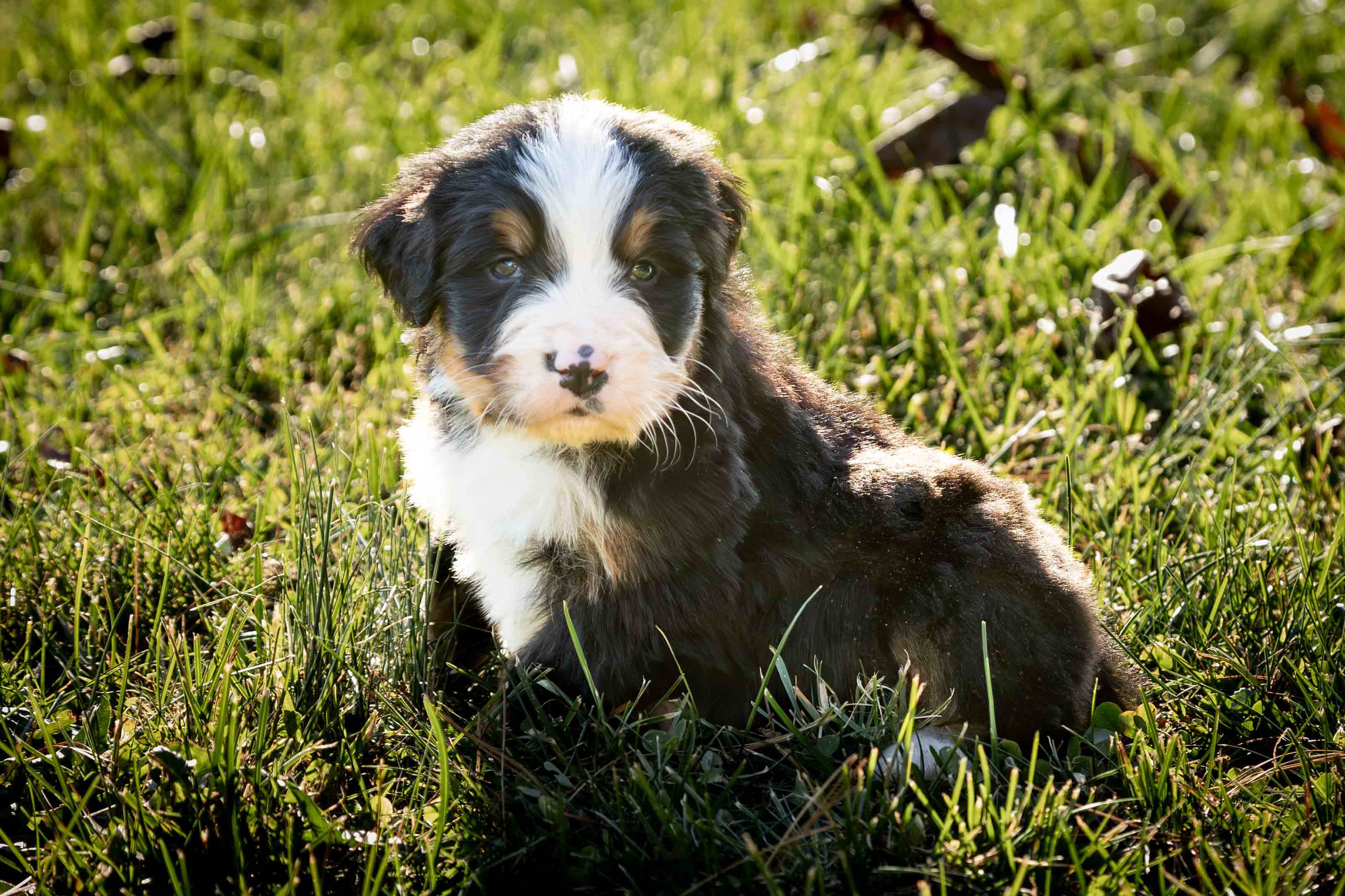 puppy, for, sale, Bernese Mountain Dog, Emanuel  Glick, dog, breeder, Bird-In-Hand, PA, dog-breeder, puppy-for-sale, forsale, nearby, find, puppyfind, locator, puppylocator, aca